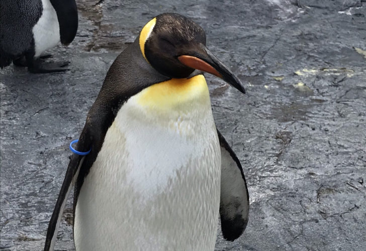 ペンギン見てきました ニコバー札幌 スタッフブログ